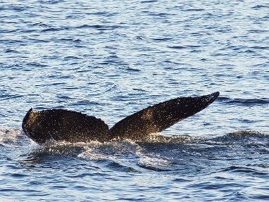 Whale Watching