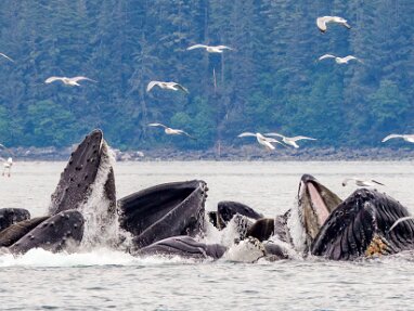 Whale Watch - Juneau