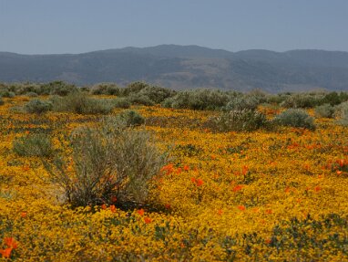 Antelope Valley 2009